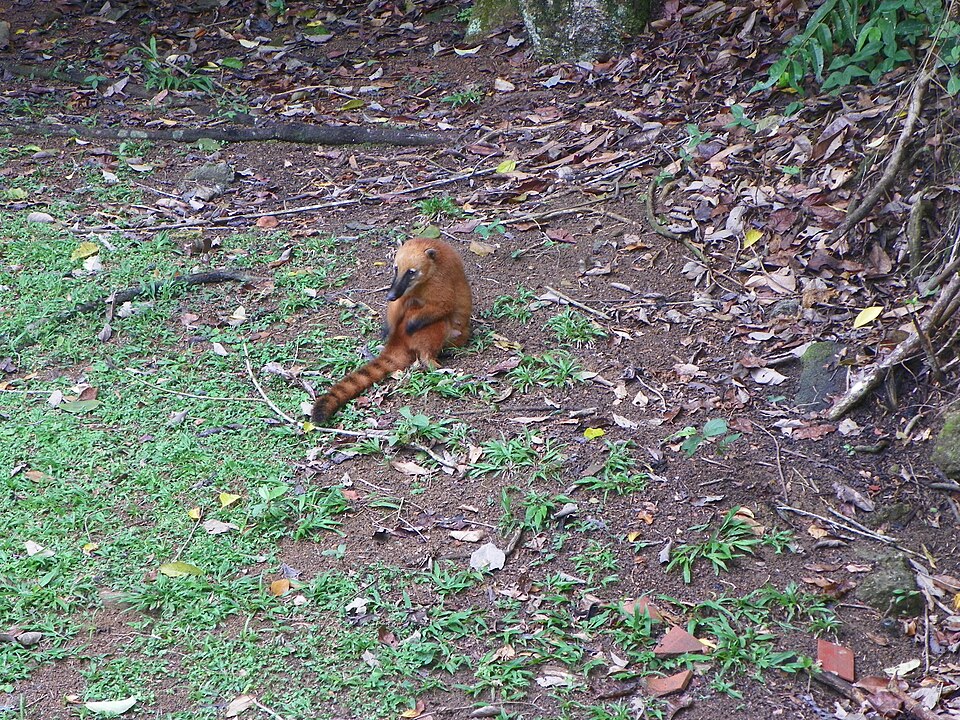 Quatis (RJ)