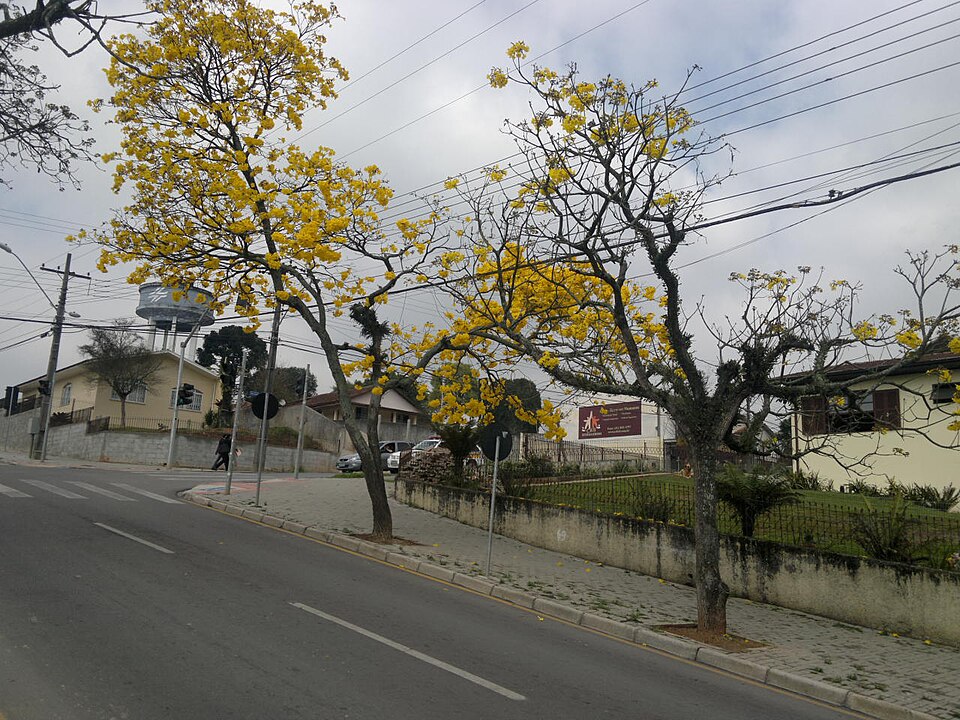 Araucária (PR)