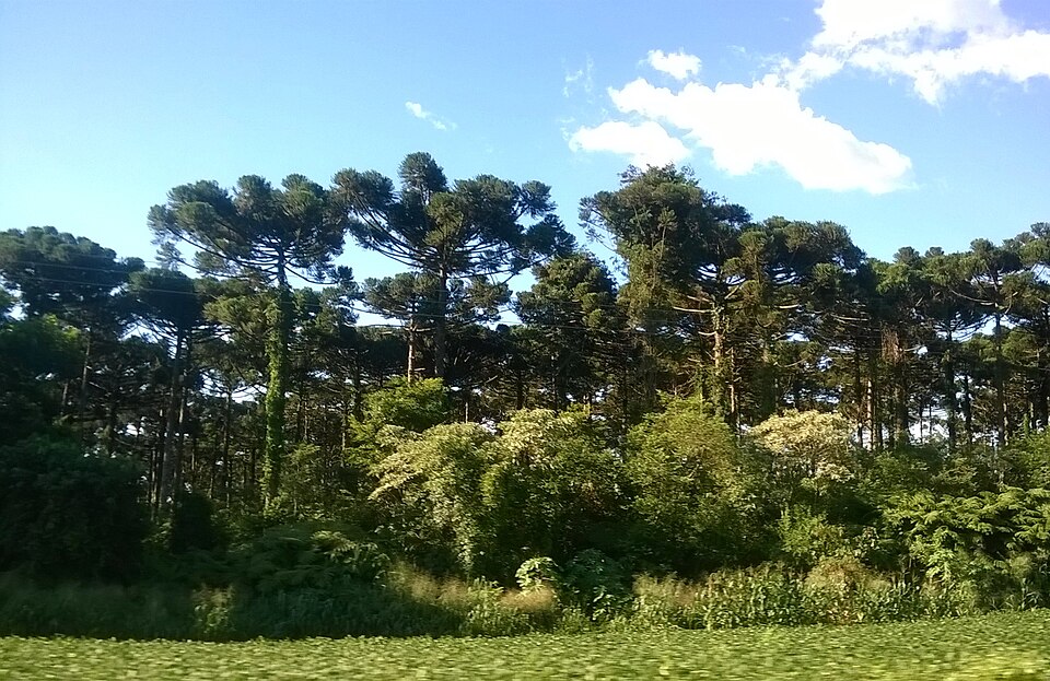 Campo Bonito (PR)
