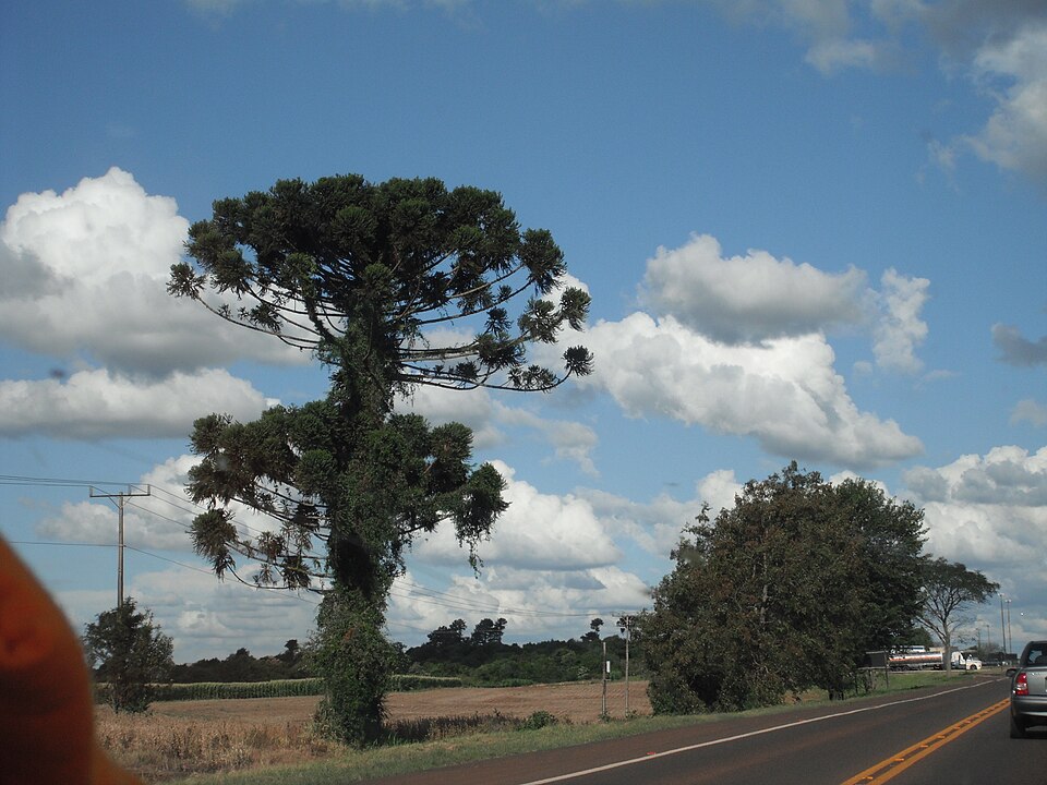Guaraniaçu (PR)