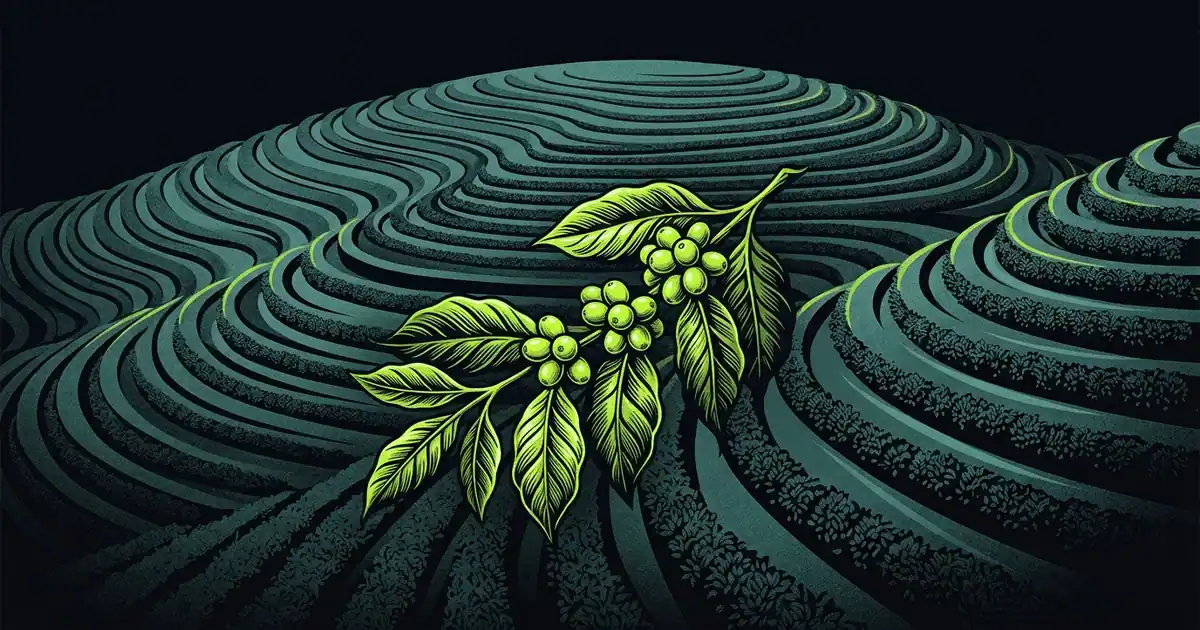 Ilustração do ranking: Cidades que mais produzem café do Brasil